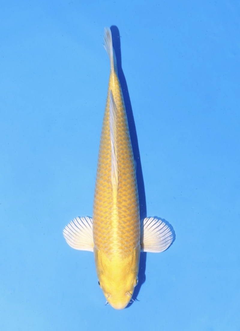 山吹黄金
