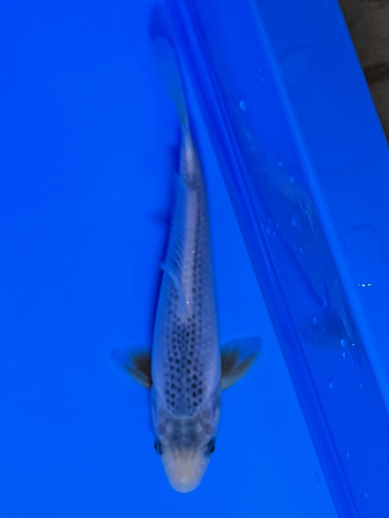 浅黄