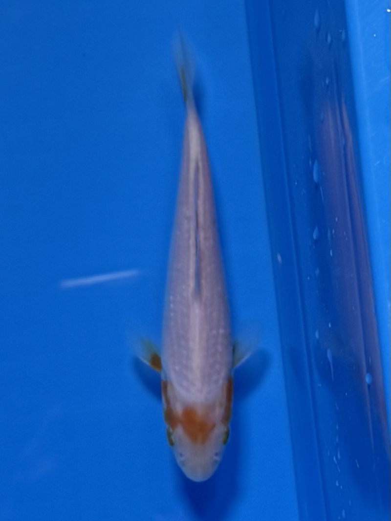 変わり浅黄