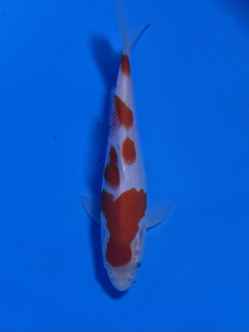 紅白