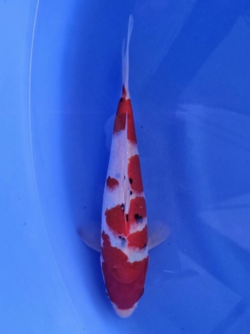 大正三色