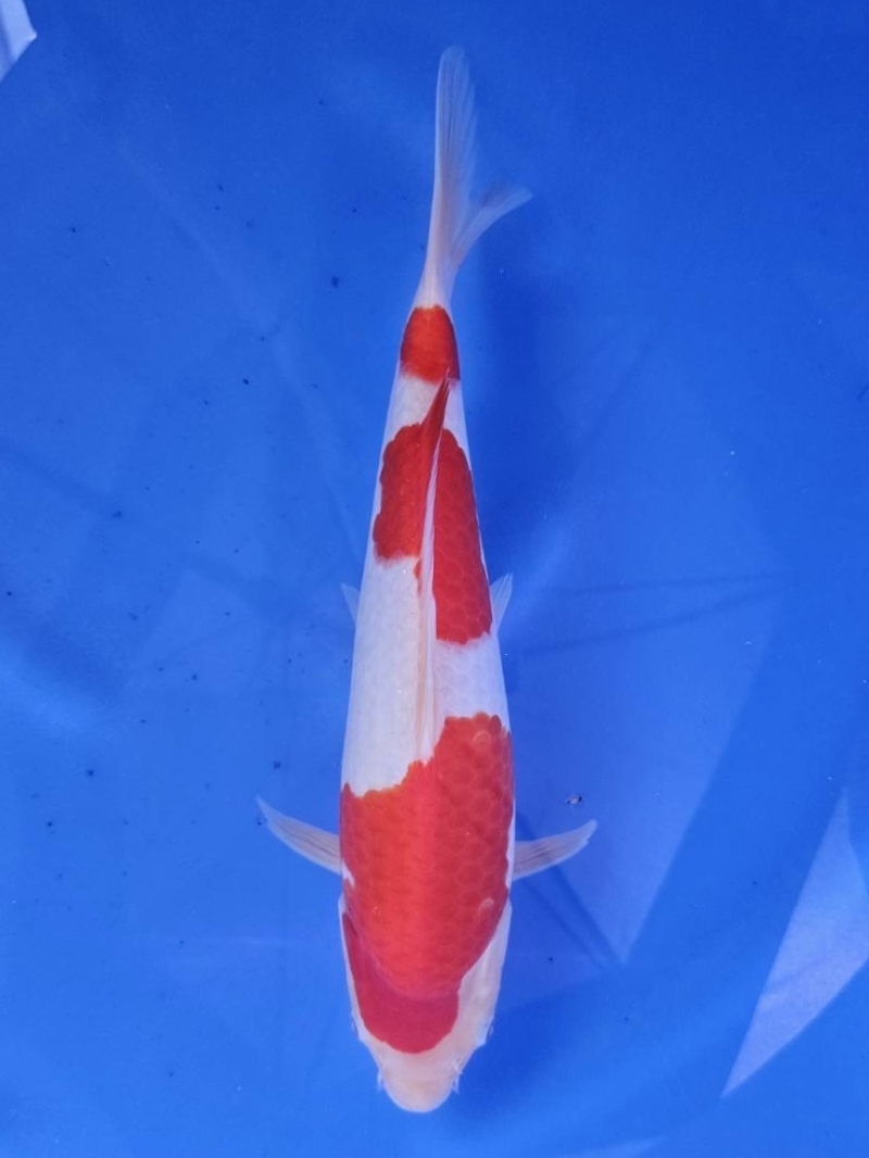 紅白