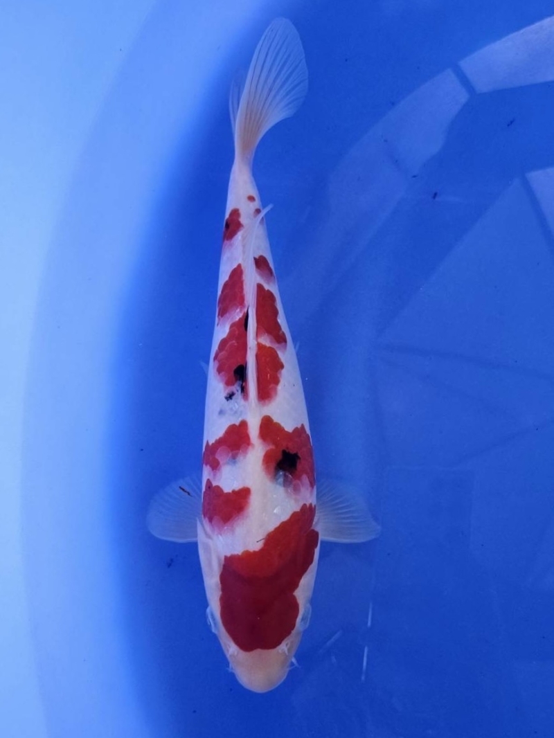 大正三色