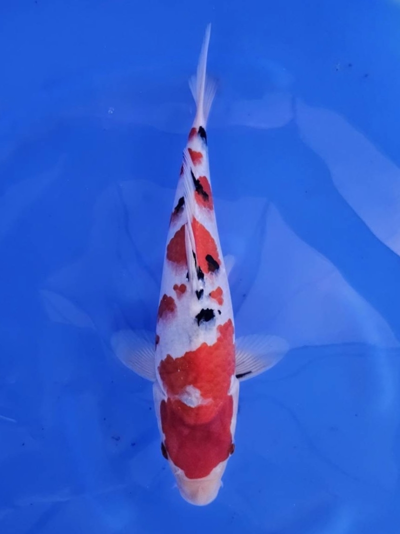 大正三色