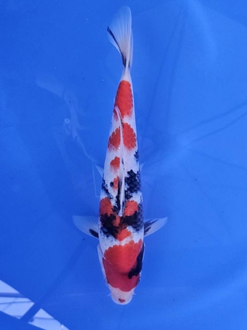 昭和三色