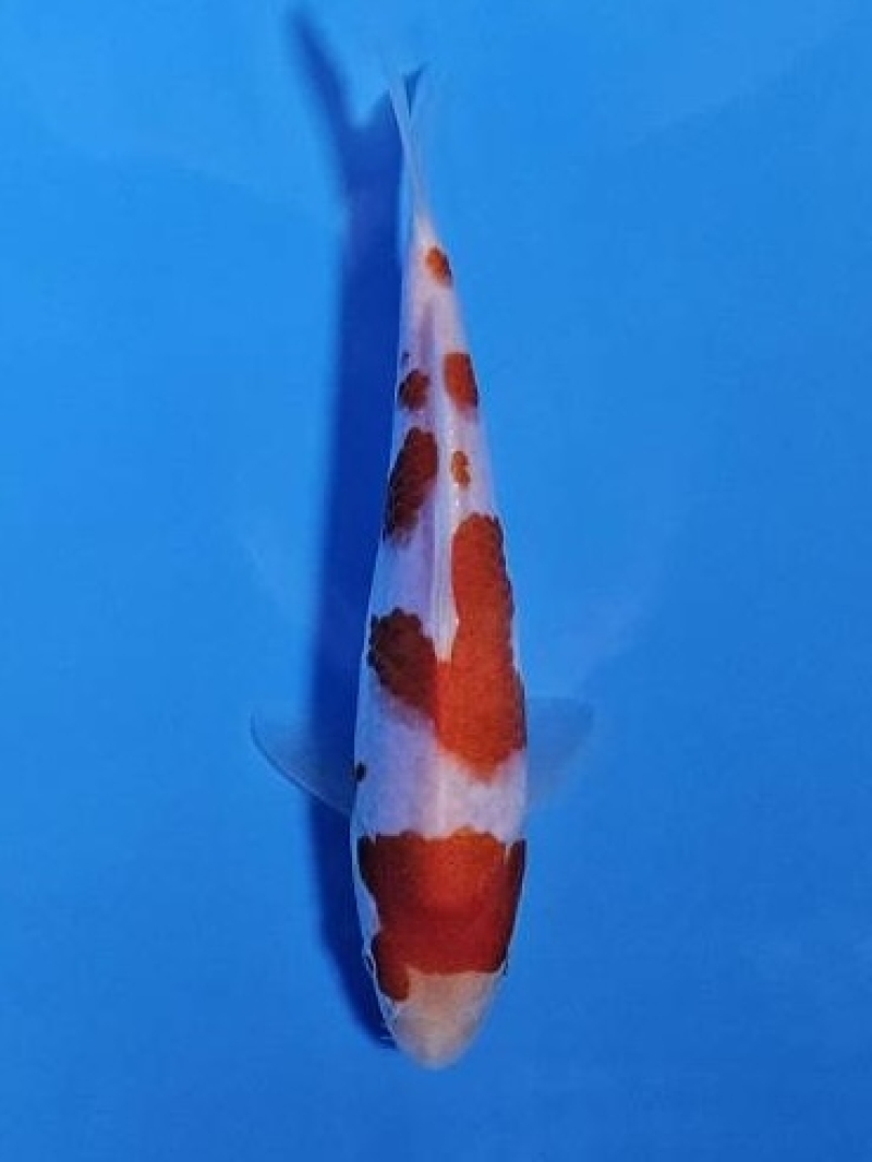 紅白