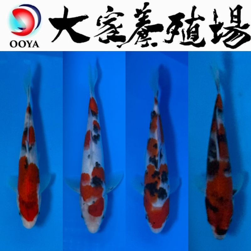 4本セット【昭和三色・大正三色】