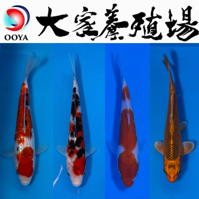 4本セット【バラエティーパック】